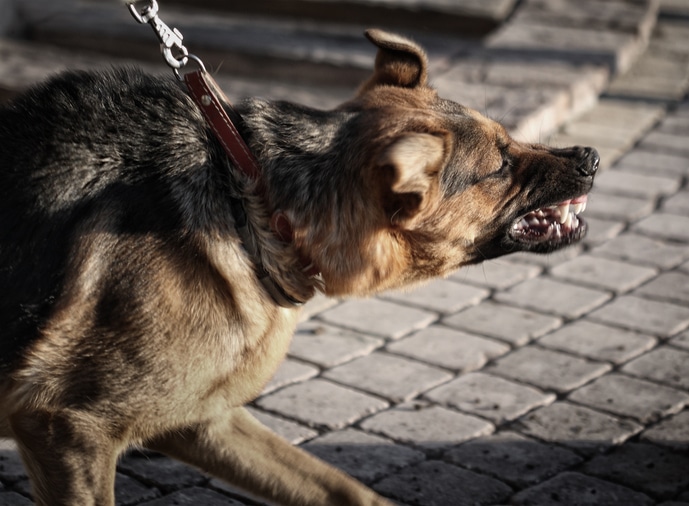 "Furious dog shows teeth, looks like spooky gargoyle."